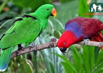 vẹt biết nói