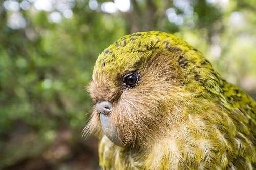 Vẹt kakapo