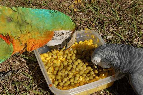Chuột Nhắt: Kinh nghiệm nuôi chim yến phụng đẻ nghiệp dư