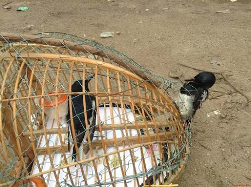Siêu phẩm chim cảnh “cực độc” của đại gia Hà Nội, trả nửa tỷ đồng một con  cũng không bán | Báo Dân trí