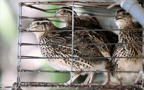Bán - Bán vài cặp chim cút-quail california [ cút mỹ ] trưởng thành cực đẹp  | Diễn đàn Nông nghiệp Việt Nam