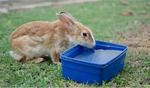 Nuôi thỏ có cho uống nước không