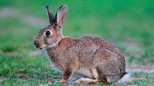 con thỏ ăn cỏ gần hang số mấy