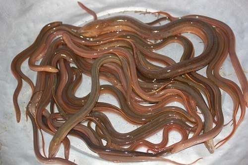 con lươn sinh sản