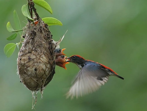 chim ốc mít giá bao nhiêu tiền