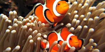 Mua cá hề nemo ở đâu? Giá bao nhiêu? Lưu ý khi nuôi cá