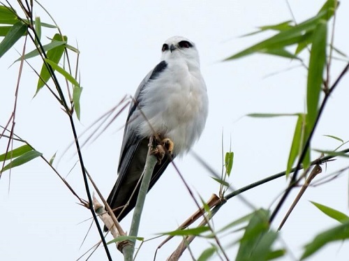 chim diều hâu trắng