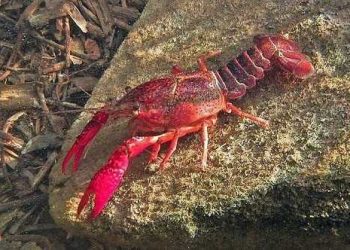 crawfish