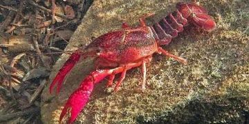 crawfish
