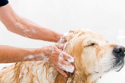 Sử dụng sữa tắm để trị đốm cho chó
