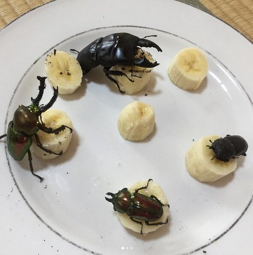 bọ cánh cứng ăn gì