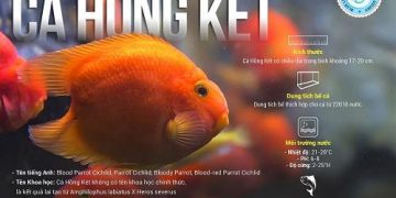cá hồng két