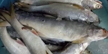 giá cá nhụ