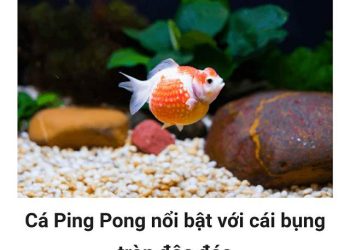 Cá ping pong