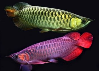 cá huyết rồng ăn gì