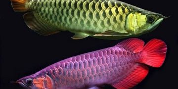 cá huyết rồng ăn gì
