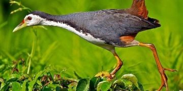 Cách bẫy chim cuốc