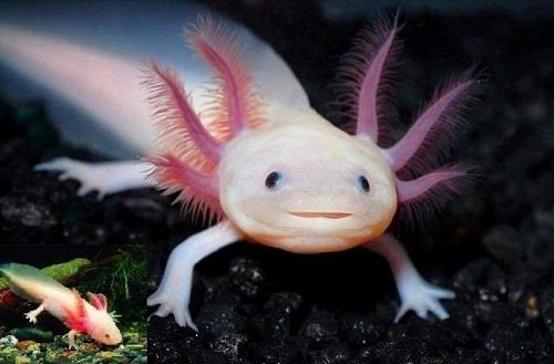 kỳ nhông nước Axolotl