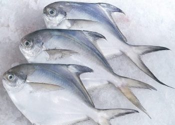 cá chim trắng
