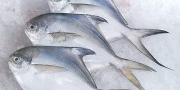 cá chim trắng