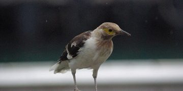 chim cưỡng biết nói giá bao nhiêu