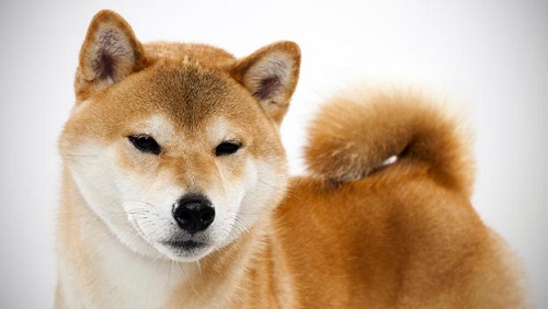 Chó Shiba Inu Mặt Cười Giá Bao Nhiêu Tiền? Mua Ở Đâu Rẻ Nhất?