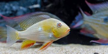 cá hải hồ