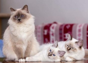 giống mèo birman