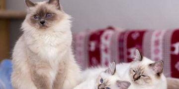 giống mèo birman