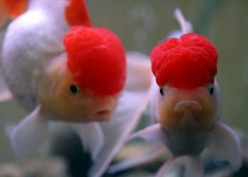 Cá vàng đầu lân ba đuôi Ăn gì? Giá bao nhiêu tiền? Bán ở đâu?