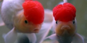 Cá vàng đầu lân ba đuôi Ăn gì? Giá bao nhiêu tiền? Bán ở đâu?