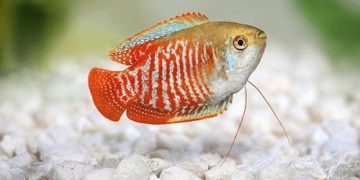 Cá sặc gấm có dữ không? Mua ở đâu? Giá bao nhiêu? Sinh sản như thế nào?