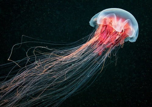 con sứa biển