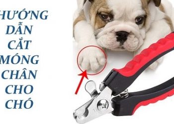 Cắt móng cho chó có nên hay không? Hướng dẫn cắt móng cho chó hiệu quả!