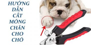 Cắt móng cho chó có nên hay không? Hướng dẫn cắt móng cho chó hiệu quả!