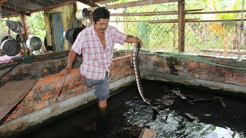 mô hình nuôi rắn ri cá