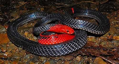 rắn cạp nong đầu đỏ