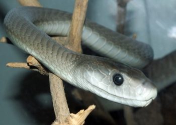 Rắn Mamba: Chúa Tể của các loài rắn độc đến từ Châu Phi