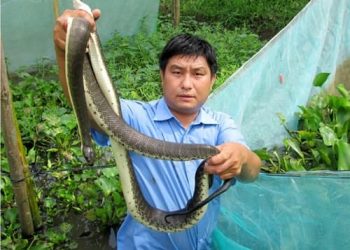 Rắn ri cá giá bao nhiêu tiền 1kg? Kỹ thuật nuôi? Mua ở đâu?