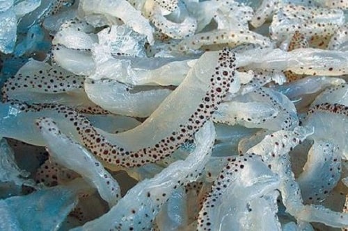 sứa biển bao nhiêu tiền 1kg