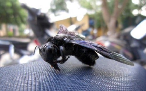 con ong bầu trị bệnh gì