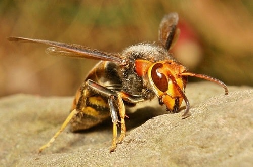 1000+ hình ảnh ong mặt quỷ đẹp, đáng sợ và gây ấn tượng