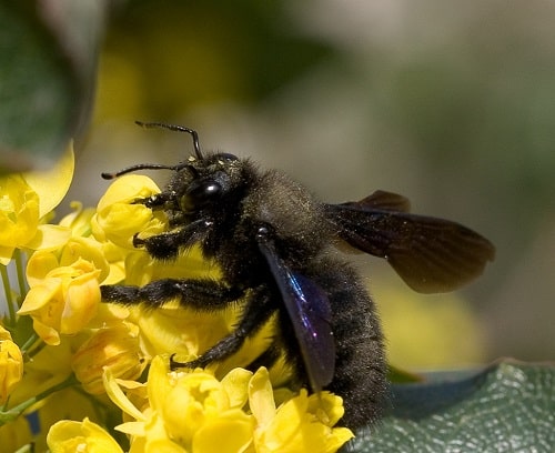 Ong bầu - rượu ong: Những chú ong bầu có thể mang đến nhiều lợi ích bất ngờ, và rượu ong chính là một trong số đó. Hãy xem hình ảnh để tìm hiểu cách làm rượu ong và những lợi ích mà sản phẩm này mang lại cho sức khỏe của bạn.