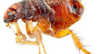 6 cách trị rận cho mèo trong nhà Siêu hiệu quả, không lây sang người