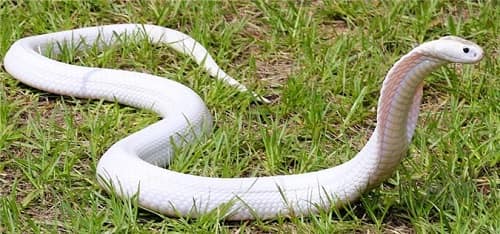 rắn trắng