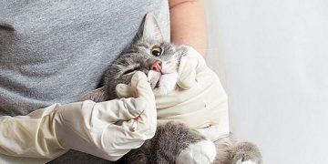 Tẩy giun cho mèo bao nhiêu tiền? Tẩy cách nào hiệu quả nhất