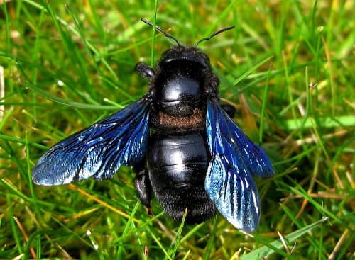 các loài ong màu đen