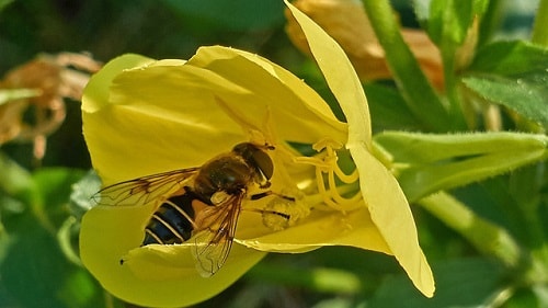 các loài ong