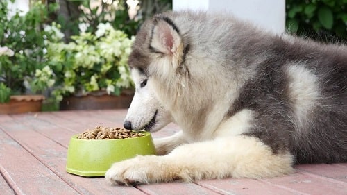 Chó Alaska ăn gì?