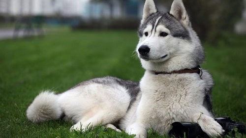 Chó Alaska xinh đẹp